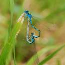 Šidélko huňaté (<i>Coenagrion scitulum</i>), ryb. Parný Mlýn, Krahulov, foto Václav Křivan