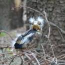 Mládě dlaska tlustozobého (<i>Coccothraustes coccothraustes</i>), PP Na Skalce, 4.7.2016, foto Vojtěch Kodet