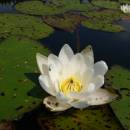 Leknín bělostný (<i>Nymphaea candida</i>), PP Rybníky v Pouštích, Lovětínský rybník [JI], 17.7.2014, foto Josef Komárek