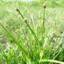 Bahnička bahenní (<i>Eleocharis palustris</i>), ryb. Horní Jilmík, 7.7.2015, foto Vojtěch Kodet