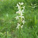 Vemeník dvoulistý (<i>Platanthera bifolia</i>), rašeliniště Pod Trojanem, 3.7.2006, foto Vojtěch Kodet