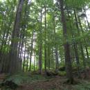 V Jelení, 18.7.2012, foto Vojtěch Kodet