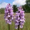 Prstnatec Fuchsův (<i>Dactylorhiza fuchsii</i>), Vojnův Městec, PP Suché kopce [ZR], 12.6.2014, foto Luděk Čech