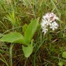 Vachta trojlistá (<i>Menyanthes trifoliata</i>), U Farského lesa, 15.5.2015, foto Vojtěch Kodet