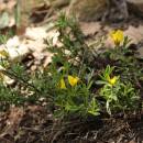 Kručinka chlupatá (<i>Genista pilosa</i>), Plešice, Staré Duby [TR], 12.5.2015, foto Libor Ekrt
