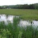 Váňovský rybník, 4.6.2016, foto Vojtěch Kodet