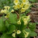 Prvosenka vyšší (<i>Primula elatior</i>), PR Habrová seč, 6.4.2014, foto Vojtěch Kodet