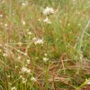 Hrotnosemenka bílá (<i>Rhynchospora alba</i>), PR Chvojnov, 18.8.2013, foto Vojtěch Kodet