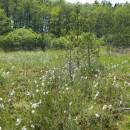 Olešský rybník, 29.6.2010, foto Vojtěch Kodet
