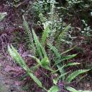 Žebrovice různolistá (<i>Blechnum spicant</i>), Třešť, Stonařovský rybník [JI], 12.6.2007, foto Luděk Čech