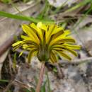 Pampeliška chudolaločná (<i>Taraxacum paucilobum</i>), PP Kozének [TR], 2.5.2013, foto Josef Komárek