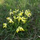 Prvosenka jarní (<i>Primula veris</i>), Váňovský rybník, 20.4.2009, foto Vojtěch Kodet
