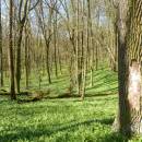 PR Jedlový les a údolí Rokytné, 20.4.2015, foto Vojtěch Kodet