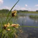 Kamyšník (<i>Bolboschoenus</i>), Nový ryb., PP Ptáčovské rybníky, 5.7.2010, foto Vojtěch Kodet