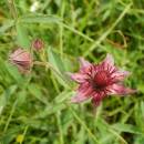 Mochna bahenní (<i>Potentilla palustris</i>), PP Ještěnice, 11.6.2015, foto Vojtěch Kodet