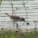 Kulík říční (<i>Charadrius dubius</i>), PP Podvesník, 8.6.2015, foto Vojtěch Kodet