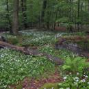 NPR Velký Špičák, 22.5.2008, foto Vojtěch Kodet