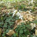 Řeřišnice trojlistá (<i>Cardamine trifolia</i>), PP Vysoký kámen u Smrčné, 3.5.2006, foto Vojtěch Kodet