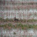 Potápka roháč (<i>Podiceps cristatus</i>), ryb. Parný Mlýn, 7.7.2014, foto Vojtěch Kodet