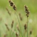 Ostřice přioblá (<i>Carex diandra</i>), PR Vílanecké rašeliniště [JI], 19.5.2015, foto Libor Ekrt