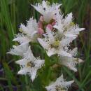 Vachta trojlistá (<i>Menyanthes trifoliata</i>), PR Chvojnov, 12.1.2003, foto Vojtěch Kodet