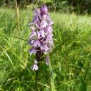 Prstnatec Fuchsův (<i>Dactylorhiza fuchsii</i>), rašeliniště Pod Trojanem, 16.7.2013, foto Vojtěch Kodet