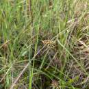 Ostřice bažinná (<i>Carex limosa</i>), PR Doupský a Bažantka [JI], 14.5.2007, foto Luděk Čech