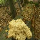 Korálovec jedlový (<i>Hericium flagellum</i>), NPR Velký Špičák, 24.9.2010, foto Vojtěch Kodet