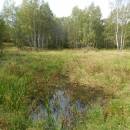 Pístovské mokřady, 7.9.2014, foto Vojtěch Kodet