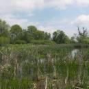 ryb. Nový u Háje, 10.5.2010, foto Vojtěch Kodet