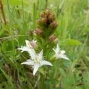Vachta trojlistá (<i>Menyanthes trifoliata</i>), PR Nad Svitákem