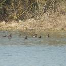 Potápka černokrká (<i>Podiceps nigricollis</i>), Veselský rybník, 9.4.2015, foto Vojtěch Kodet