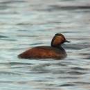 Potápka černokrká (<i>Podiceps nigricollis</i>), ryb. Parný Mlýn, 19.7.2016, foto Vojtěch Kodet