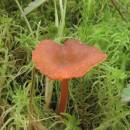 Voskovka vroubkovaná (<i>Hygrocybe coccineocrenata</i>)