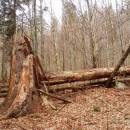 NPR Velký Špičák, 17.4.2015, foto Vojtěch Kodet