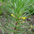 Zběhovec trojklaný pravý (<i>Ajuga chamaepitys</i>), NPP Švařec [ZR], 25.8.2014, foto Luděk Čech