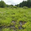Rašeliniště Pod Trojanem, 3.7.2006, foto Vojtěch Kodet