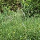 Třtina nachová (<i>Calamagrostis phragmitoides</i>), PP Rybníky V Pouštích, Jezírko, biotop [JI], 12.7.2015, foto Libor Ekrt
