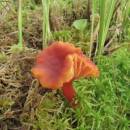 Voskovka vroubkovaná (<i>Hygrocybe coccineocrenata</i>), PR V Lisovech, Jihlávka [JI]