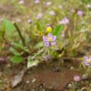 Kuřinka ostnosemenná (<i>Spergularia echinosperma</i>), PP Staropavlovský rybník [ZR], 20.6.2012, foto Josef Komárek