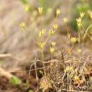 Pochybek prodloužený (<i>Androsace elongata</i>), PR Údolí Brtnice [JI], 17.4.2011, foto Libor Ekrt