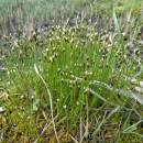 Suchopýrek alpský (<i>Trichophorum alpinum</i>), PR Chvojnov, 11.5.2011, foto Vojtěch Kodet
