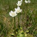 Tolije bahenní (<i>Parnassia palustris</i>), PR Čermákovy louky [PE], 7.8.2008, foto Luděk Čech
