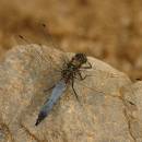 Vážka černořitná (<i>Orthetrum cancellatum</i>), ryb. Parný Mlýn, Krahulov, foto Václav Křivan