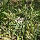 Hnízdo lysky černé (<i>Fulica atra</i>), Veselský rybník, 11.6.2011, foto Vojtěch Kodet