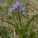 Ladoňka dvoulistá pravá rakouská (<i>Scilla bifolia subsp. bifolia var. drunensis</i>), PP Hluboček [TR], 13.4.2007, foto Luděk Čech