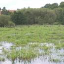 Velký Klátův rybník, 24.6.2010, foto Vojtěch Kodet