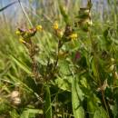 Kokrhel menší (<i>Rhinanthus minor</i>), Vílanecká střelnice, 6.7.2011, foto Vojtěch Kodet