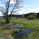 PR Šimanovské rašeliniště, 7.5.2016, foto Vojtěch Kodet