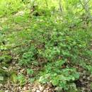 Rybíz alpínský (<i>Ribes alpinum</i>), Plešice, Staré Duby [TR], 12.5.2015, foto Libor Ekrt